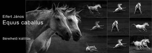 Eifert János: Equus caballus bérelhető kiállítás